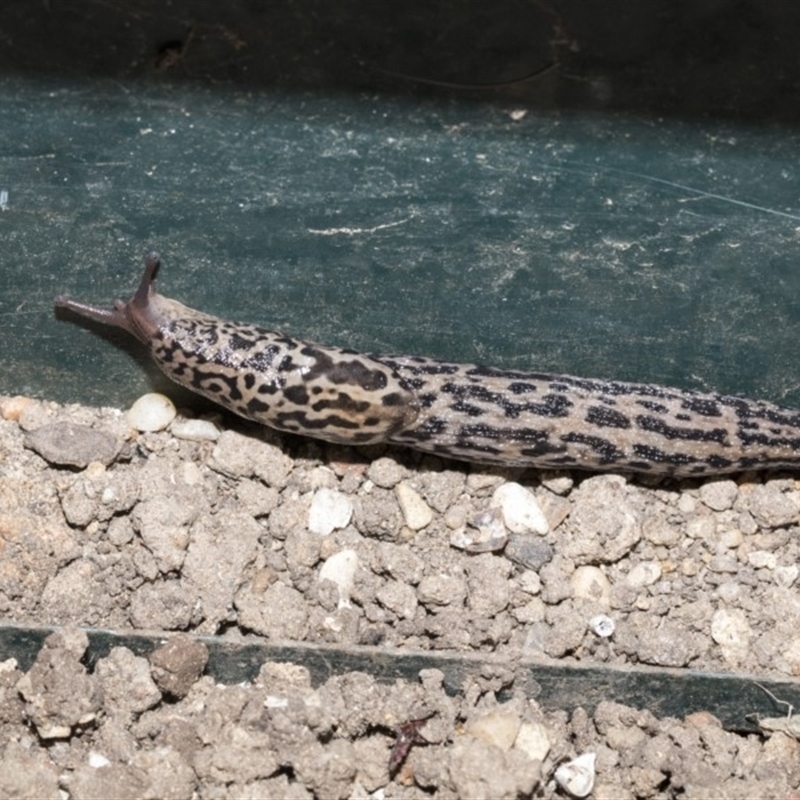 Limax maximus