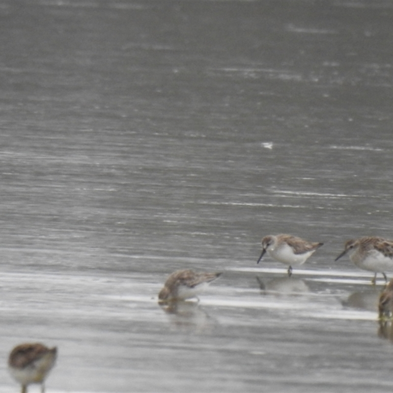 Calidris falcinellus