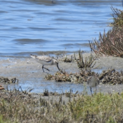 Calidris falcinellus