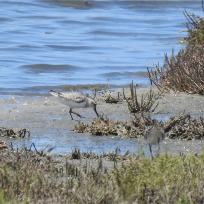 Calidris falcinellus