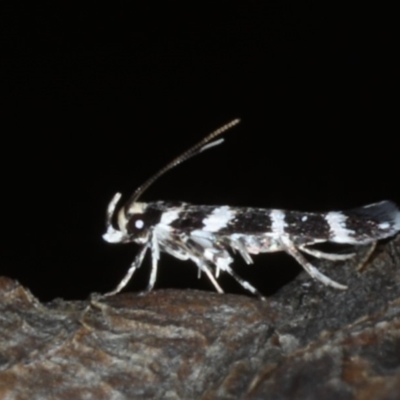 Limnaecia callimitris