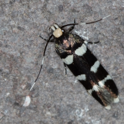 Limnaecia chionospila