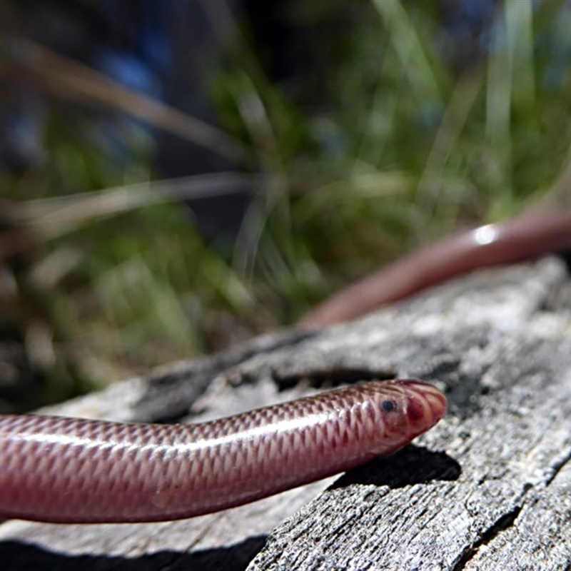 Anilios nigrescens