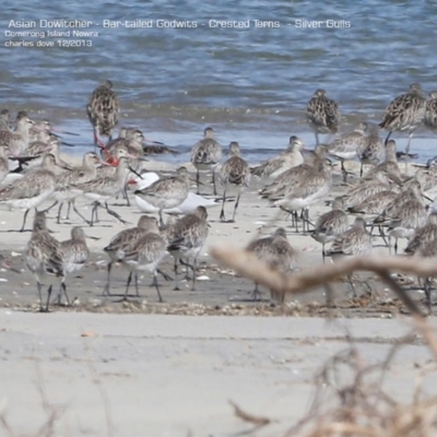 Asian Dowitcher - Straight Black Bill -Shoalhaven Heads - 