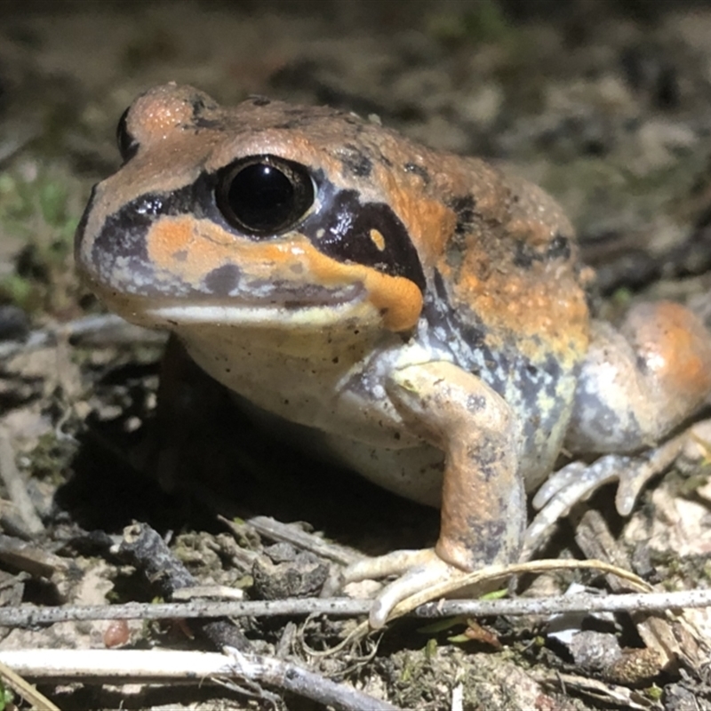 Limnodynastes interioris