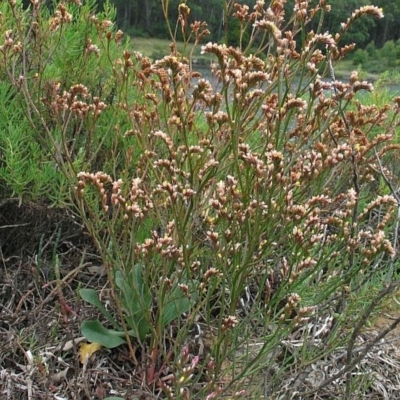 Limonium australe