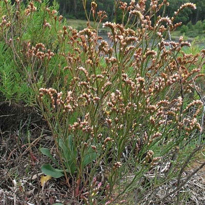 Limonium australe