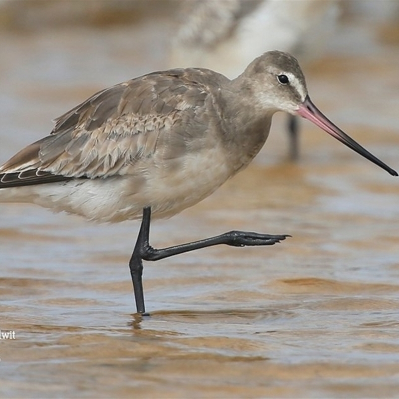 Limosa haemastica