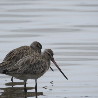 Limosa lapponica