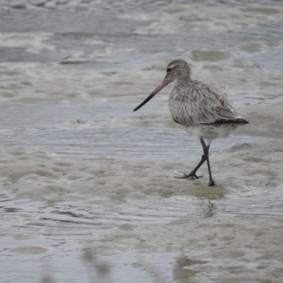 Limosa lapponica