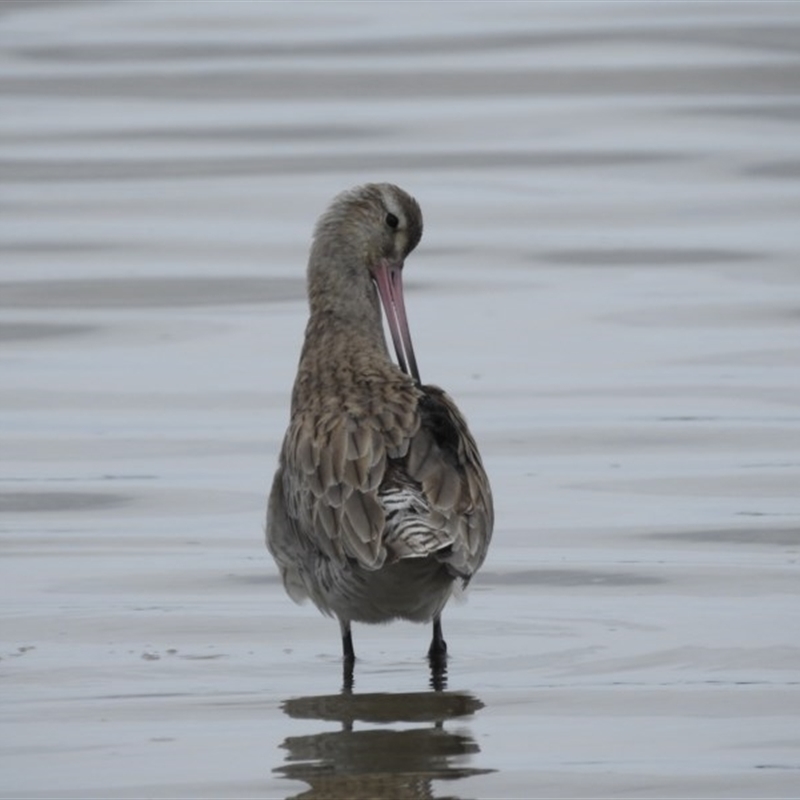 Limosa lapponica