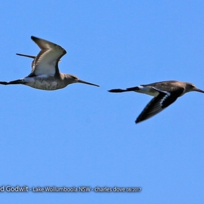 Limosa limosa