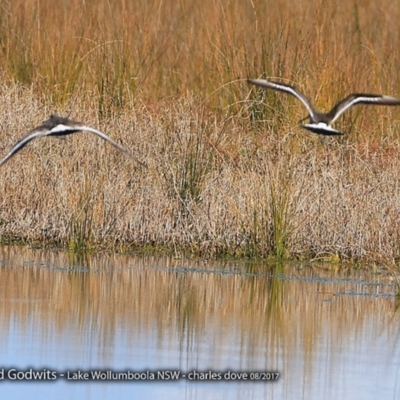 Limosa limosa