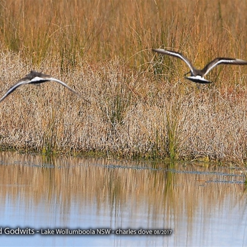 Limosa limosa