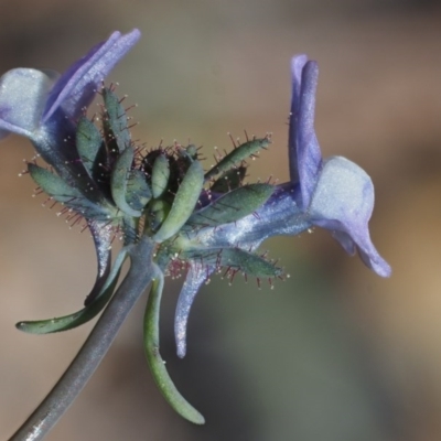 Linaria arvensis