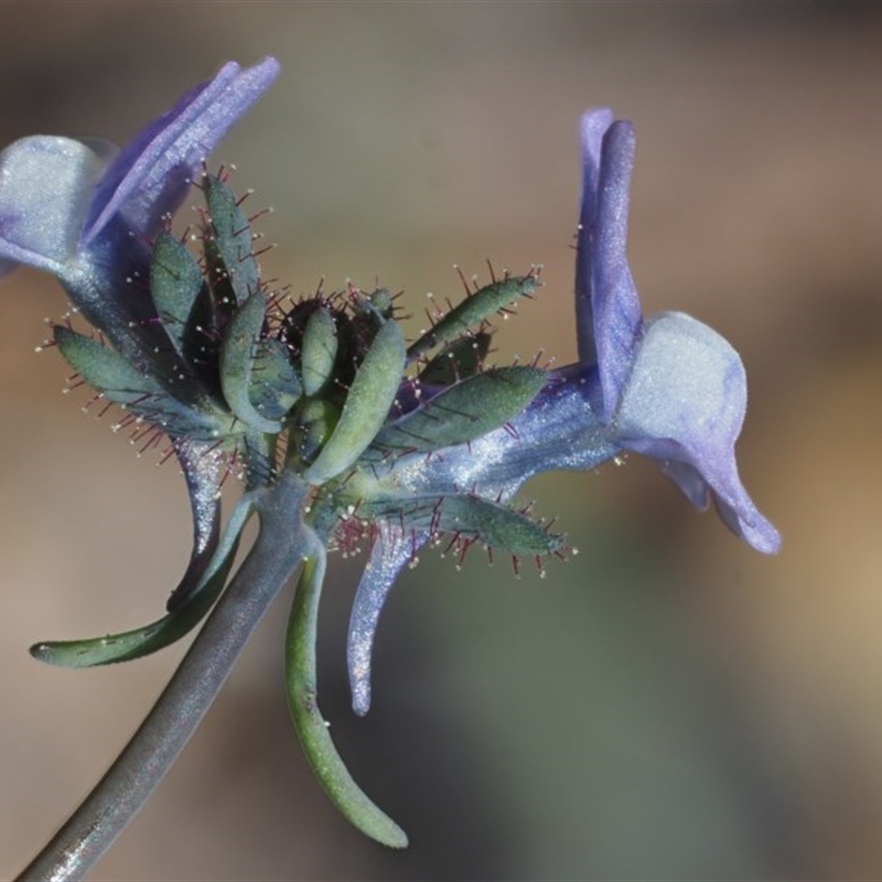 Linaria arvensis