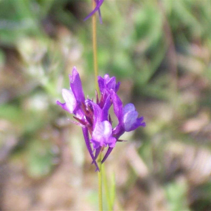 Linaria pelisseriana