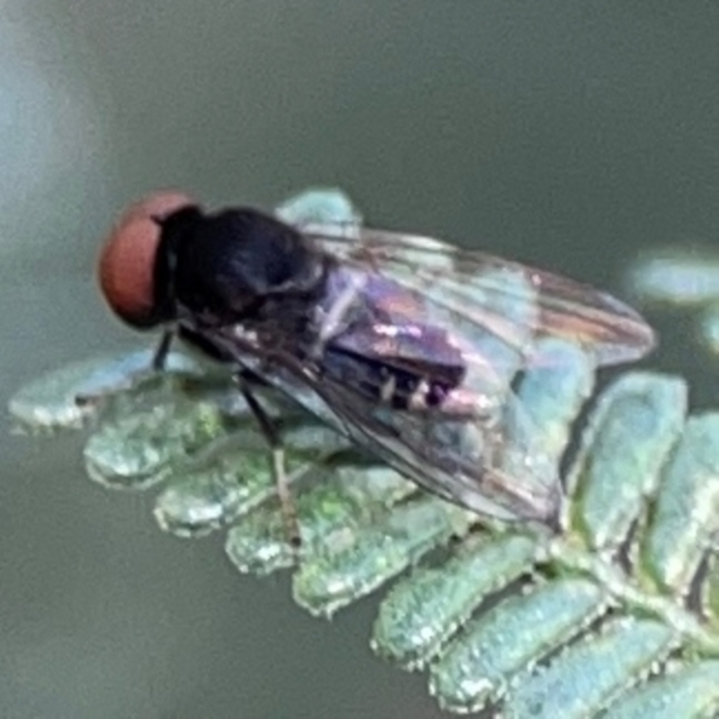 Lindneromyia sp.