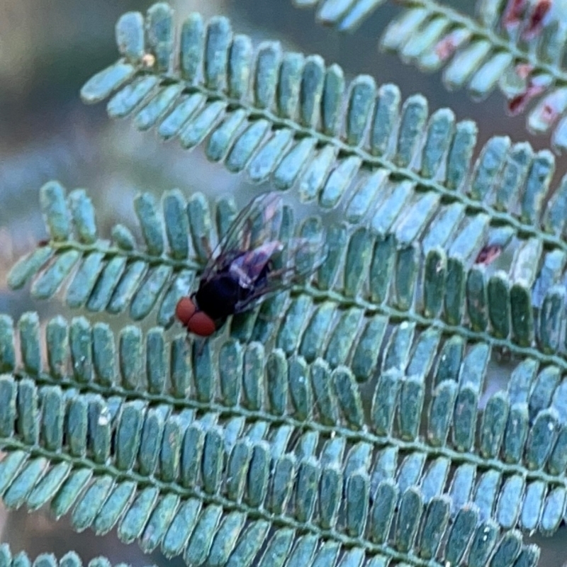 Lindneromyia sp.