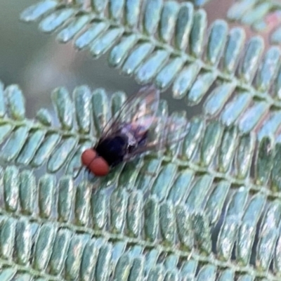 Lindneromyia sp.