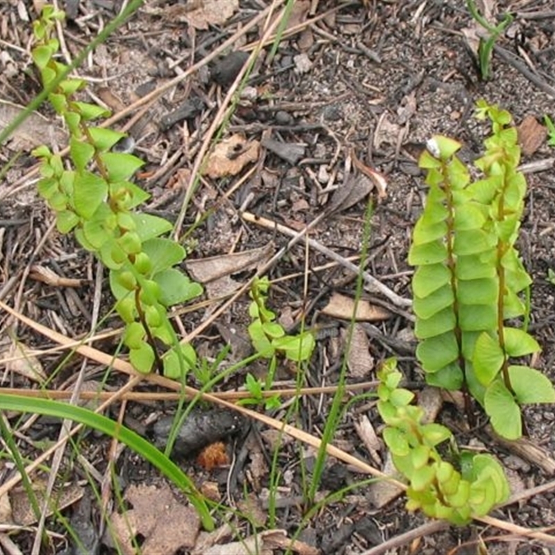 Lindsaea linearis