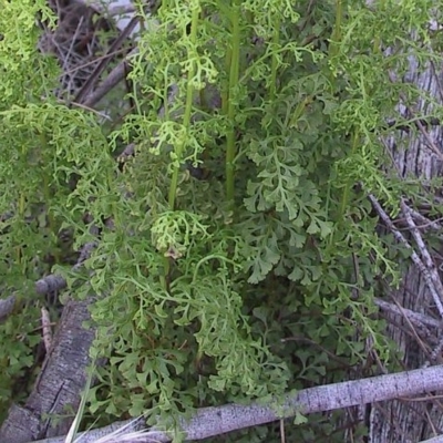 Lindsaea microphylla