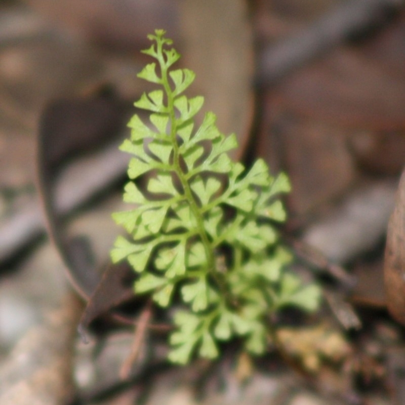 Lindsaea microphylla