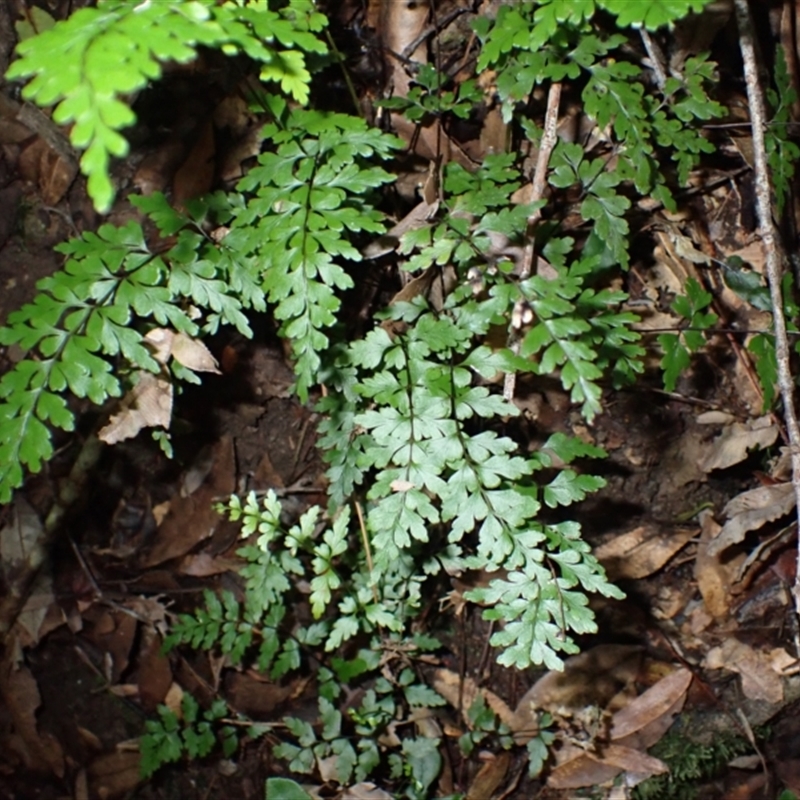 Lindsaea trichomanoides