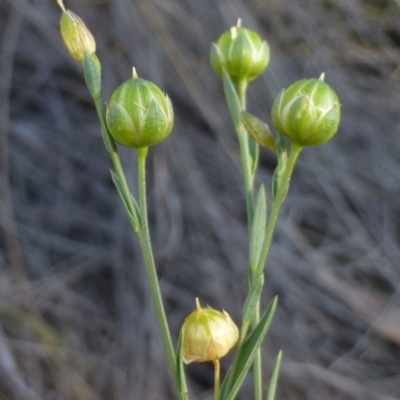 Linum marginale