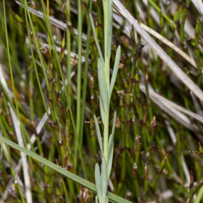 Linum marginale