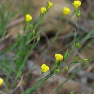 Linum trigynum