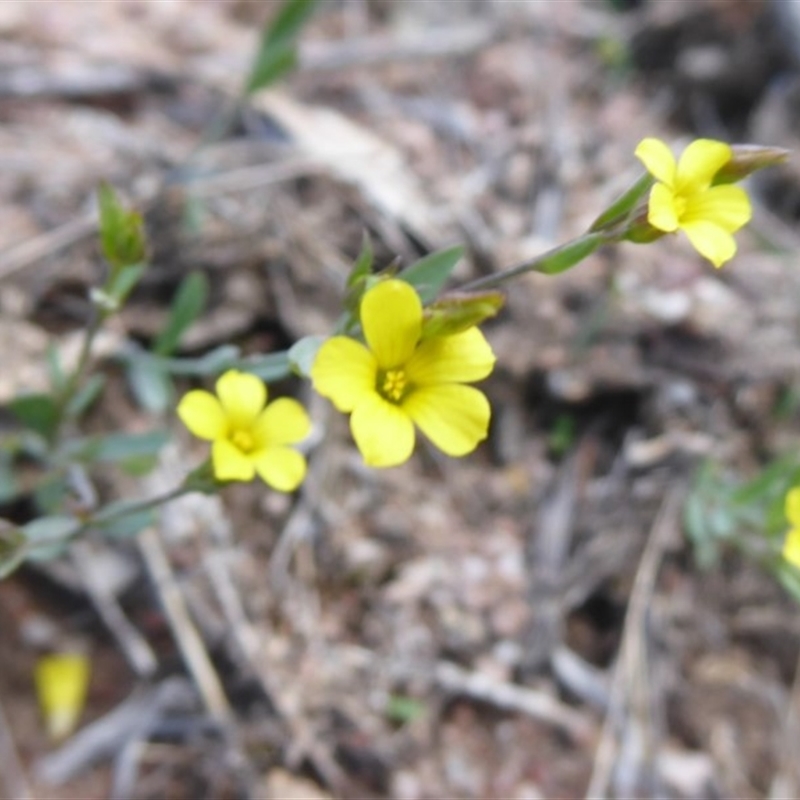 Linum trigynum