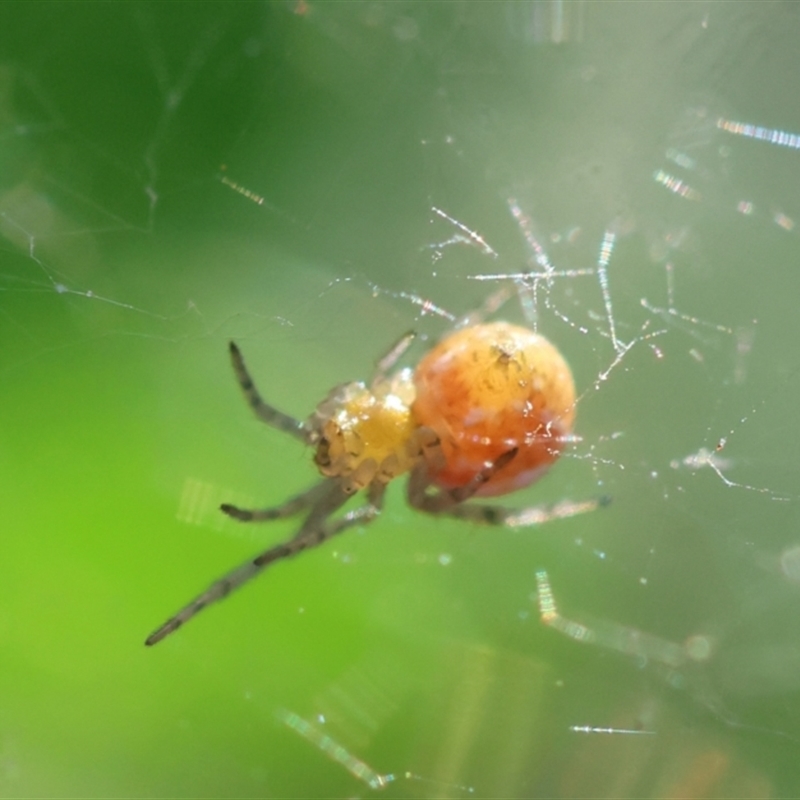 Linyphiidae (family)