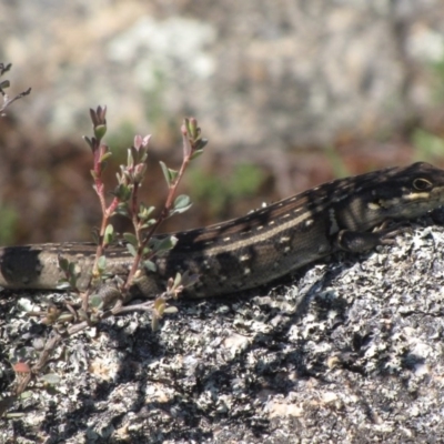 Liopholis whitii