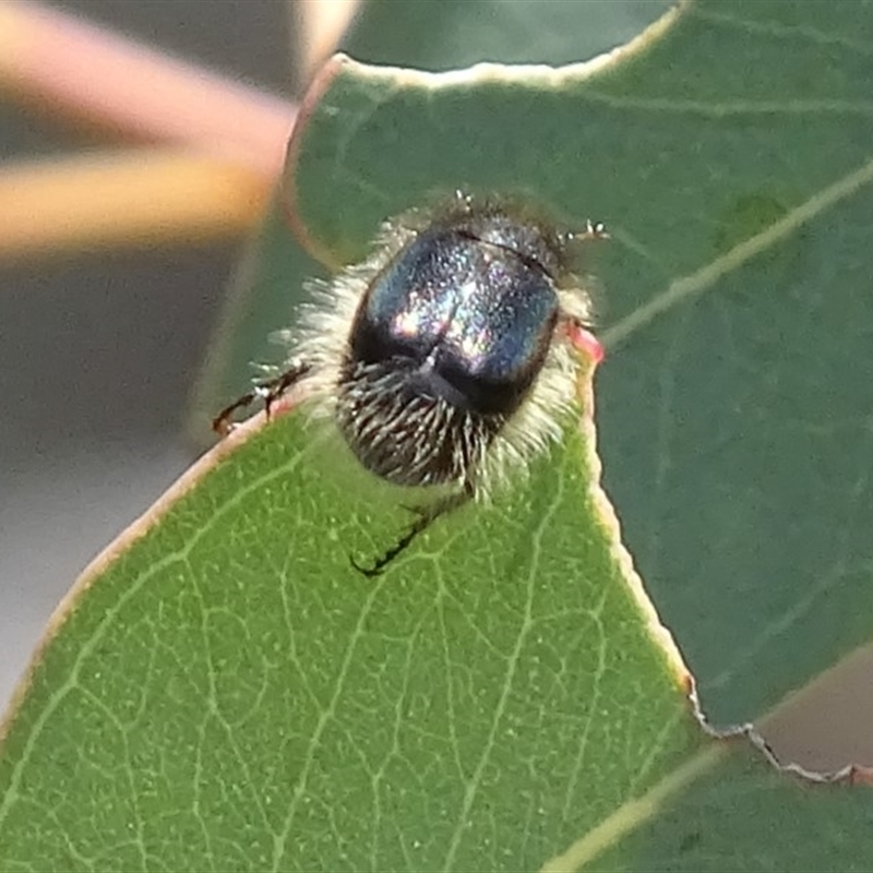 Liparetrus sp. (genus)