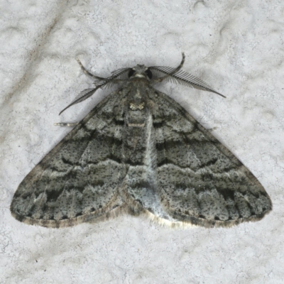 Lipogya eutheta