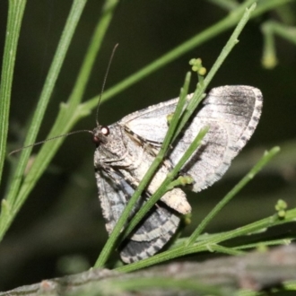 Female underside