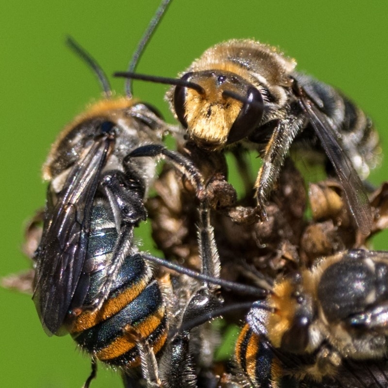 Lipotriches (Austronomia) australica