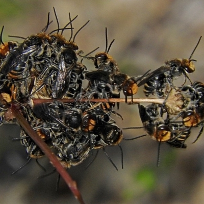 Lipotriches (Austronomia) australica