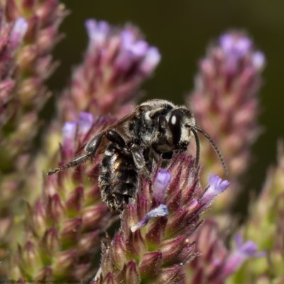 Lipotriches (Austronomia) muscosa