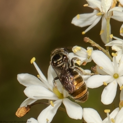 Lipotriches flavoviridis species group