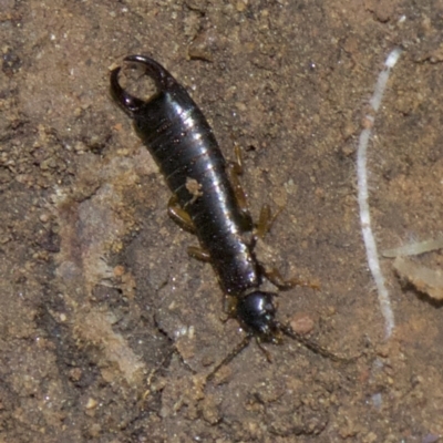 Anisolabididae (family)