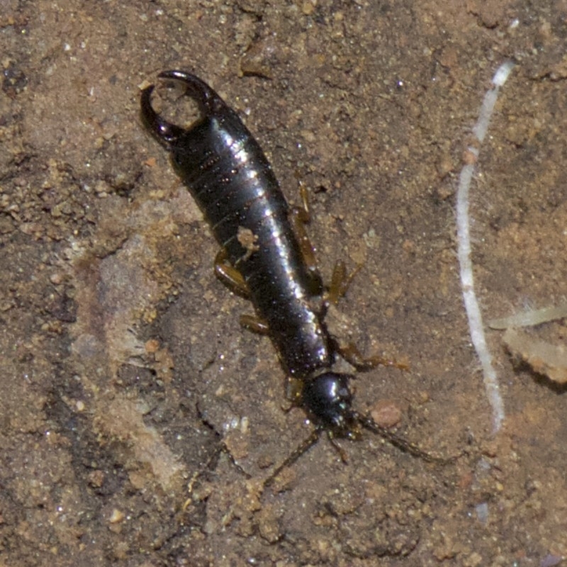 Anisolabididae (family)