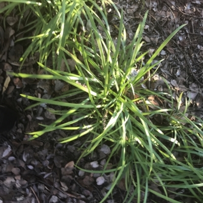 Liriope muscari