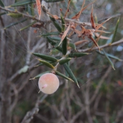 Lissanthe strigosa subsp. subulata