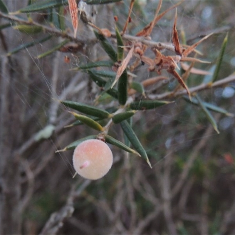 Lissanthe strigosa subsp. subulata