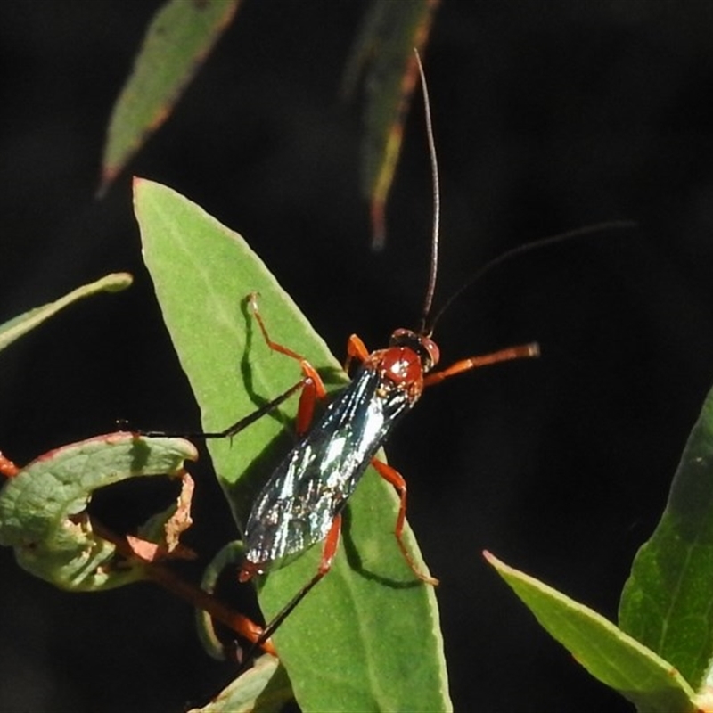 Lissopimpla excelsa