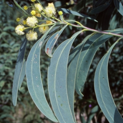 Acacia falciformis