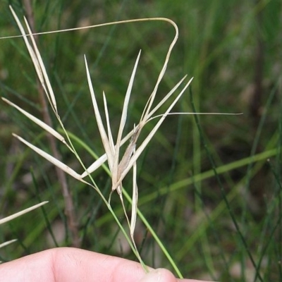 Anisopogon avenaceus