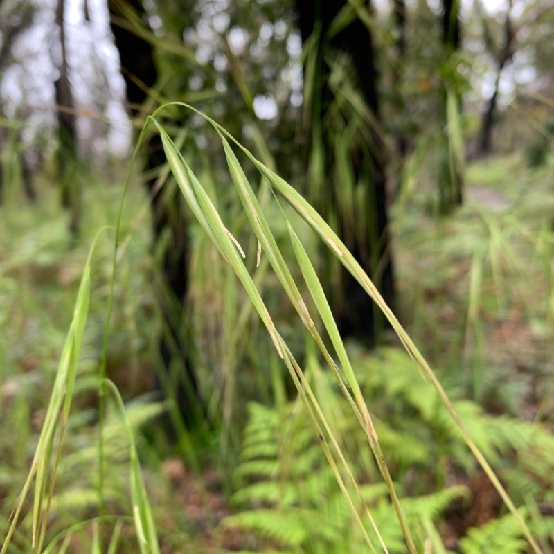 Anisopogon avenaceus